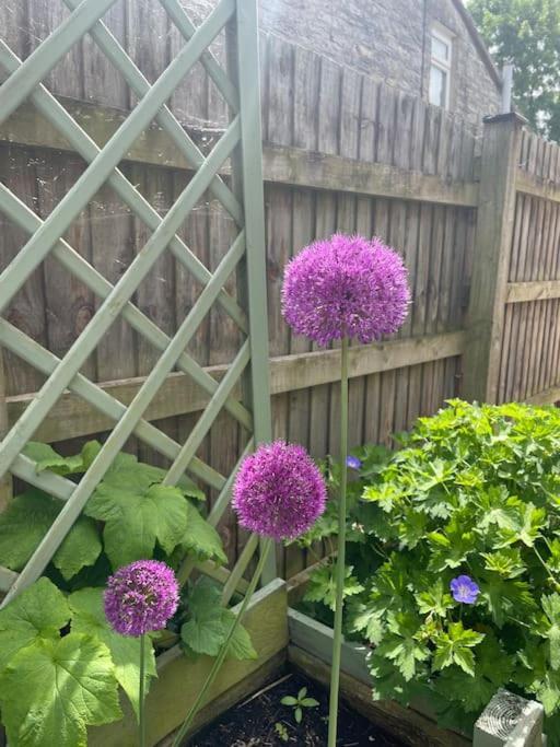 No 96 Chapel Lane - Self Contained Cottage In The Heart Of Butleigh Екстериор снимка